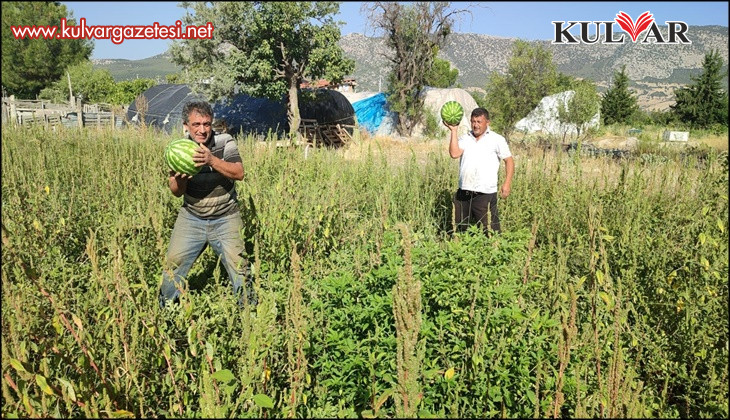 Tarladan kendi toplayana karpuz bedava