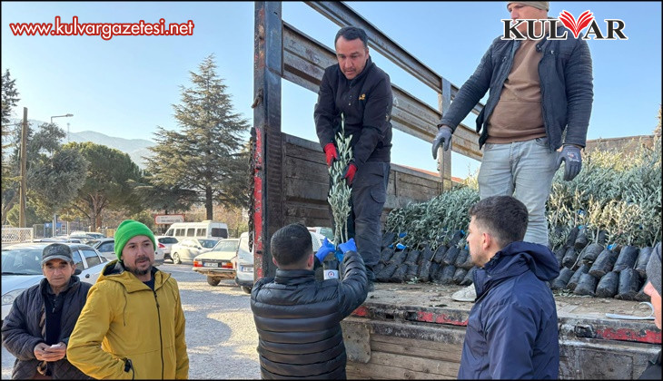 Tavaslı çiftçilere zeytin fidanları dağıtıldı