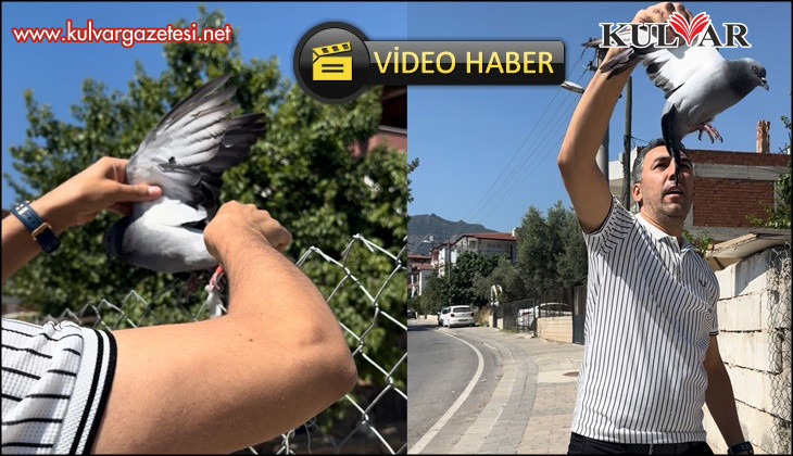 Tellere takılan güvercin imdadına muhtar yetişti