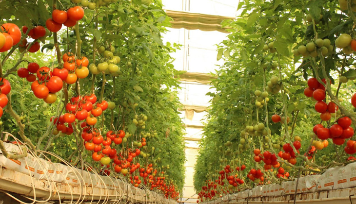 Topraksız tarımla üretilen domatesler ihracatın gözdesi oldu