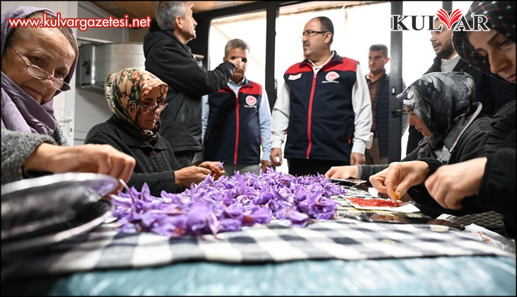 Türkiye’de ilk kez uygulanan topraksız dikey tarım safran tesisinde hasat başladı