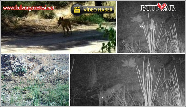 Yaban hayatı fotokapana yakalandı