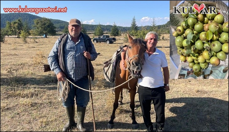 Yabani ağaçlarda yapılan aşılama meyve verimini artırdı