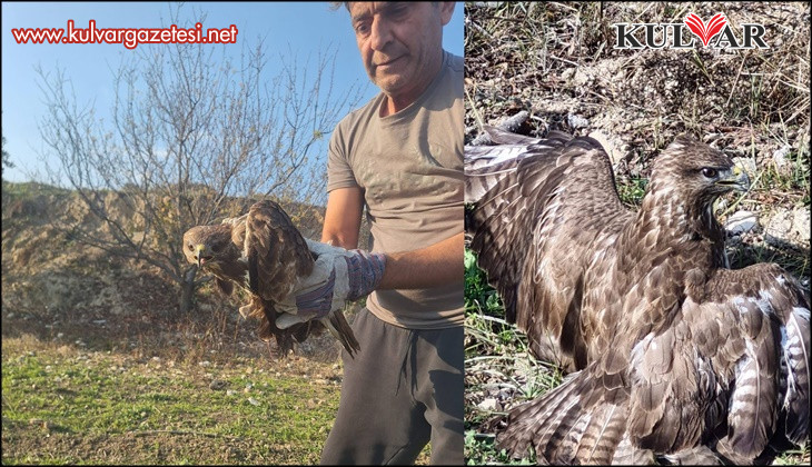 Yaralı şahin tedaviye alındı