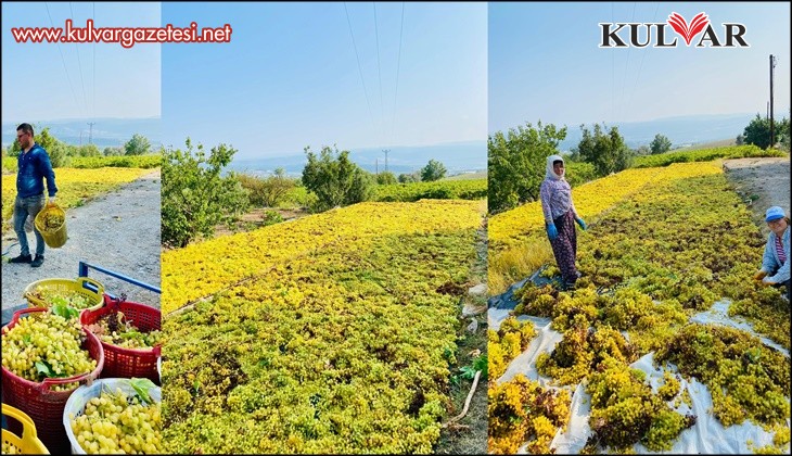 Yüksek sıcaklık üzümde kaliteyi arttırdı, verimi düşürdü