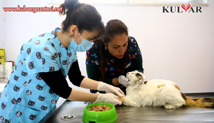 Zehirlenen kediyi veterinerler hayata döndürdü