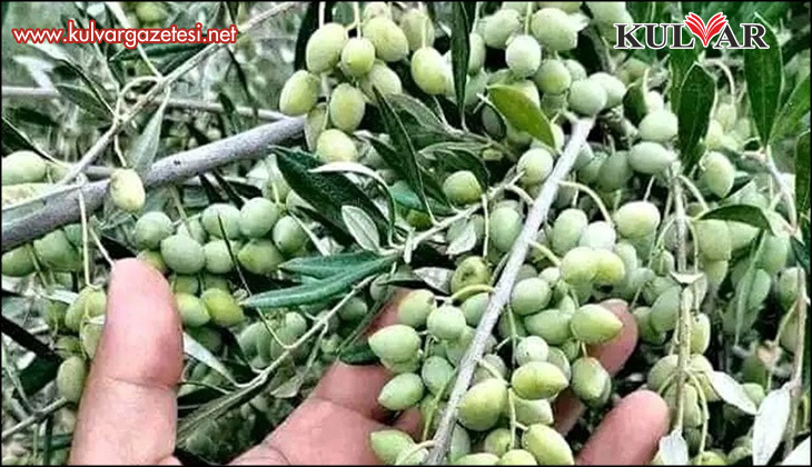 Zeytin üreticisi destek bekliyor